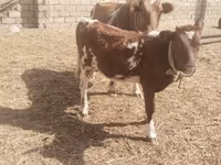母牛, Simmental cattle — 照片 2