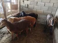 Kambing jantan, Sheep — foto 3