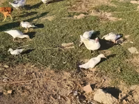 Ducks — foto 6