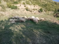 قوچ, گوسفند — عکس 5