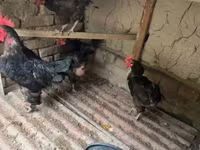 Chickens — ፎቶ 1