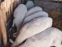 암양, Merino sheep — 사진 3