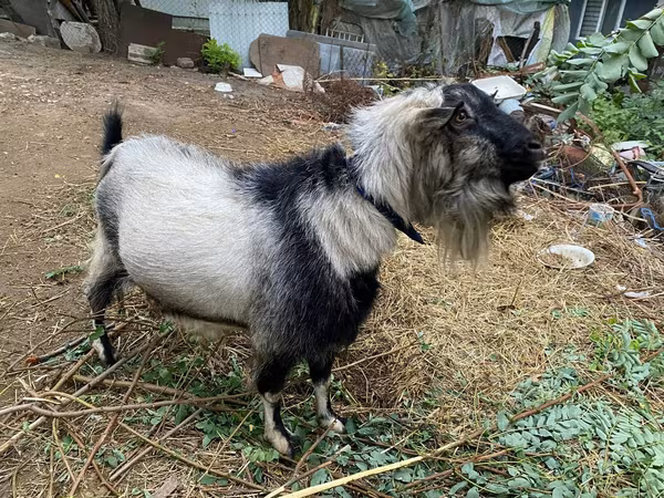 Billy Goat, Goats — Moldova