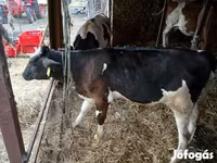 Lembu jantan, Simmental cattle — foto 2