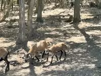 Oğlak, Keçiler — foto 2