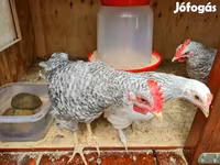 Japanski bantam — fotografija 2