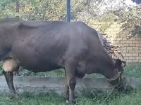 암소, Swiss cattle — 사진 3