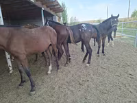 Hingst, Heste — foto 4