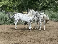 Kuda jantan, Mugalzhar horse — foto 7
