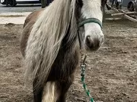 Ձի, Gypsy horse — լուսանկար 6