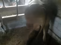 ხარი, გოლშტინური ჯიში — ფოტო 4