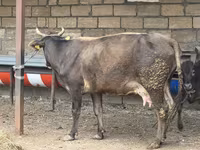 Bò cái, Gia súc — ảnh 4