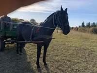 اسب نر, Nonius horse — عکس 6