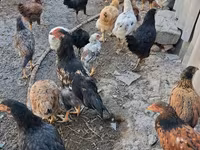 Chickens — รูปภาพ 7