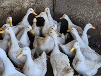 Ducks — تصویر 3