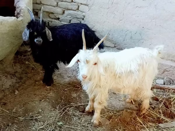 بکرا, بکریاں