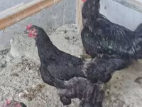 Chickens — عکس 1