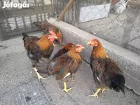 Chickens — รูปภาพ 6