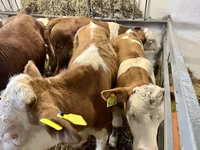 گاو نر, Simmental cattle — عکس 2