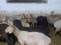 Kambing jantan, Arashan sheep — foto 2