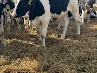 காளை, Russian Black pied cattle — புகைப்படம் 3