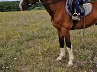 Hengst, Hungarian horse breed — foto 2