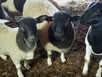 Ram, Dorper sheep — photo 2
