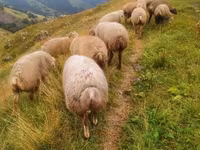 Ovce (šarže, pohlaví neuvedeno), Ovce — foto 2