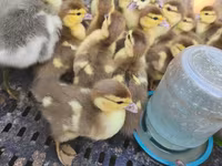 Ducks — عکس 2