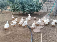 آمریکن پکین — عکس 3