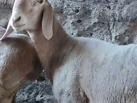 Dume la kondoo, Arashan sheep — picha 1
