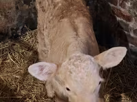 Lembu betina, Charolais cattle — foto 8