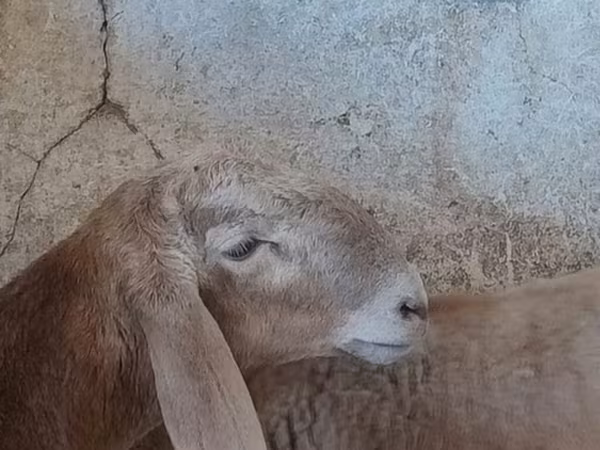 Dume la kondoo, Arashan sheep