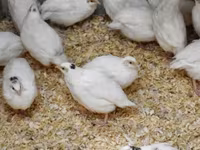 إستوني — الصورة 2
