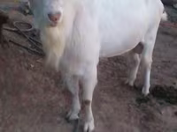 숫염소, Saanen goat — 사진 3