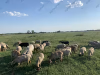Vædder, Hissar sheep — foto 6