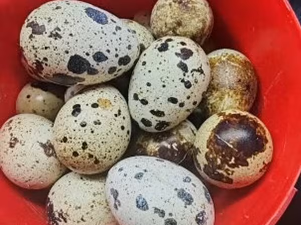 Quails