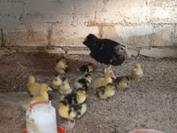 Ducks — عکس 6