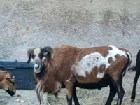 قوچ, Cameroon sheep — عکس 5