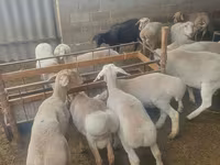 Kambing jantan, Sheep — foto 2