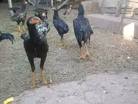 Chickens — عکس 3