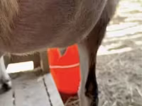 بز ماده, Alpine goat — عکس 4