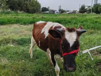Ko, Simmental cattle — foto 5