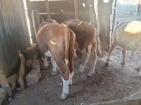 Cavallo, Cavalli — foto 1