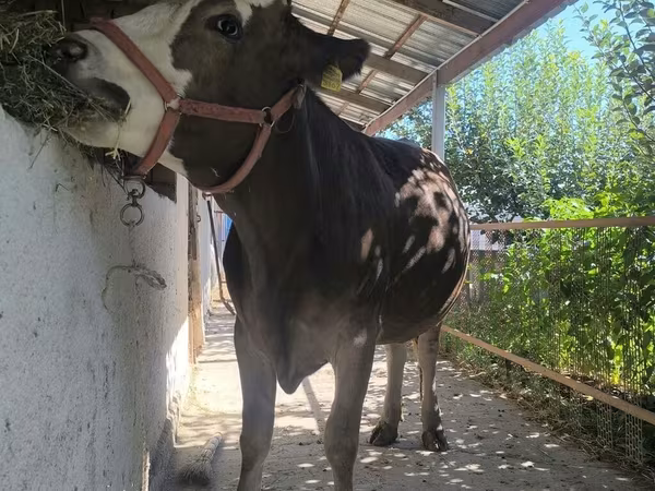 Tehén, Swiss cattle