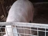 แม่สุกร, หมู — รูปภาพ 1