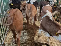 Cow, Limousin cow — photo 5