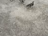 Ducks — foto 3