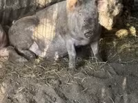 母猪, Pigs — 照片 3