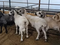 Խոյ, Ոչխարներ — լուսանկար 3